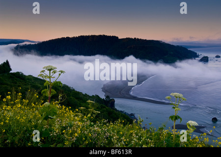 Mattina nebbia costiera e fiori di campo sopra la bocca del fiume Klamath all'alba, Parco Nazionale di Redwood in California Foto Stock