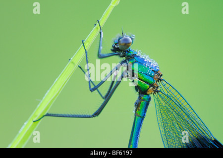 Nastrare Demoiselle (Calopteryx splendens), maschio arroccato coperto di rugiada, Zug, Svizzera Foto Stock
