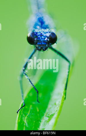 Nastrare Demoiselle (Calopteryx splendens), maschio arroccato coperto di rugiada, Zug, Svizzera Foto Stock