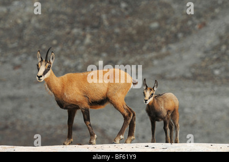 Il camoscio (Rupicapra rupicapra), femmina con giovani, Grimsel, Berna, Svizzera, Europa Foto Stock