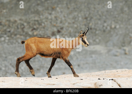 Il camoscio (Rupicapra rupicapra), Adulto a piedi, Grimsel, Berna, Svizzera, Europa Foto Stock