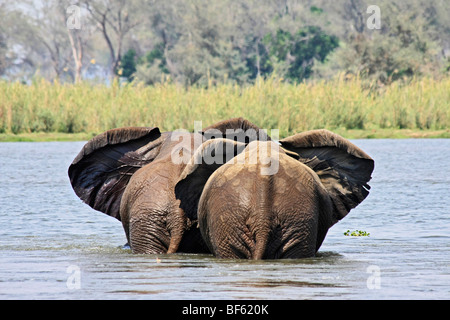 Una vista posteriore dei due elefanti africani attraversando lo Zambesi con le loro orecchie sbattimenti in unisono Foto Stock