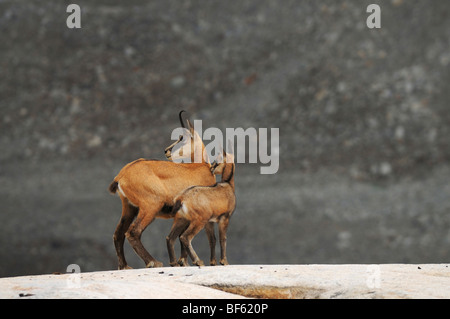 Il camoscio (Rupicapra rupicapra), femmina con giovani, Grimsel, Berna, Svizzera, Europa Foto Stock