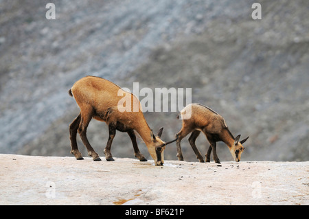 Il camoscio (Rupicapra rupicapra), femmina con giovani leccare il sale, Grimsel, Berna, Svizzera, Europa Foto Stock