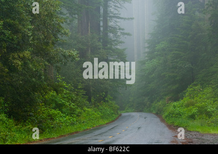 La strada attraverso gli alberi di sequoia e foresta nella nebbia e pioggia, Parco Nazionale di Redwood in California Foto Stock