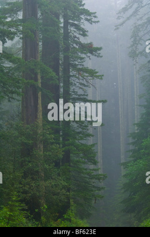 Redwood alberi e foresta nella nebbia e pioggia, Parco Nazionale di Redwood in California Foto Stock