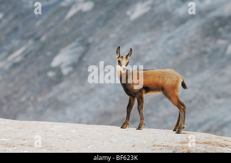 Il camoscio (Rupicapra rupicapra), giovane, Grimsel, Berna, Svizzera, Europa Foto Stock