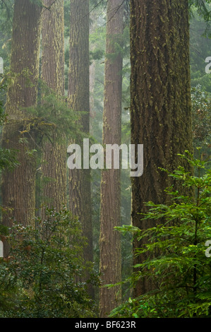 Redwood alberi e foresta sotto la pioggia, Parco Nazionale di Redwood in California Foto Stock