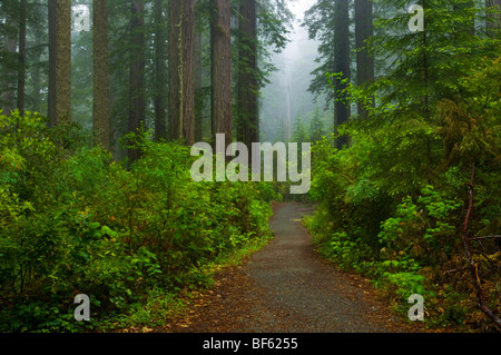 Sentiero attraverso gli alberi di sequoia e foresta nella nebbia e pioggia, Lady Bird Johnson Grove, Parco Nazionale di Redwood in California Foto Stock