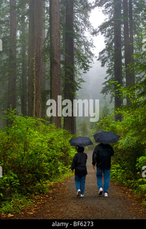 Giovane a piedi nella foresta con ombrelloni sul sentiero in pioggia e nebbia, Lady Bird Johnson Grove, Parco Nazionale di Redwood in California Foto Stock