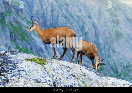 Il camoscio (Rupicapra rupicapra), femmina con giovani, Grimsel, Berna, Svizzera, Europa Foto Stock