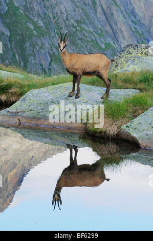 Il camoscio (Rupicapra rupicapra), Adulto con la riflessione nel lago, Grimsel, Berna, Svizzera, Europa Foto Stock