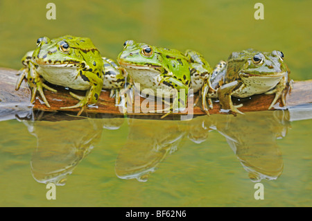 Rana Verde (Rana esculenta), adulti sul log, Svizzera, Europa Foto Stock