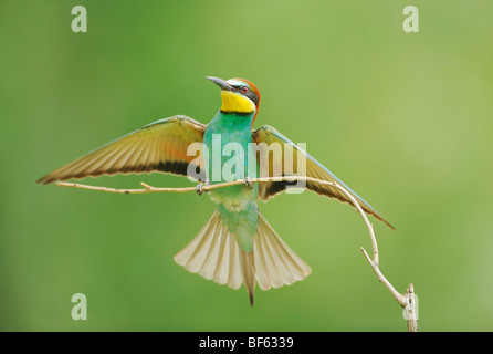 Unione Gruccione (Merops apiaster), Adulto sbarco, Ungheria, Europa Foto Stock