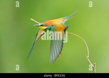 Unione Gruccione (Merops apiaster), Adulto di decollo, Ungheria, Europa Foto Stock