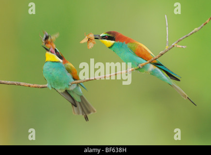 Unione Gruccione (Merops apiaster), alimentazione maschio femmina, Ungheria, Europa Foto Stock