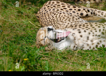 Cheetah sbadigli per lo Zoo di Chester, Cheshire, Inghilterra Foto Stock