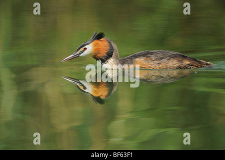 Grande-crested Grebe (Podiceps cristatus), piscina per adulti, Svizzera, Europa Foto Stock