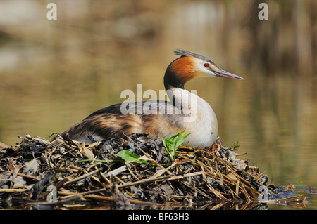 Grande-crested Grebe (Podiceps cristatus), femmina sul nido, Svizzera, Europa Foto Stock