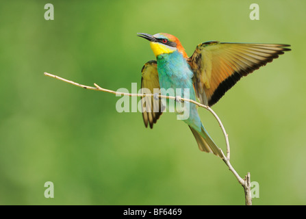 Unione Gruccione (Merops apiaster), Adulto sbarco, Ungheria, Europa Foto Stock