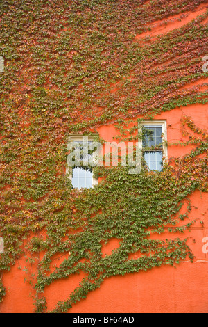 Vitigni di edera parete di copertura di edificio con windows, sulla strada principale nel centro storico Fiume Mississippi città di McGregor, Iowa, USA Foto Stock