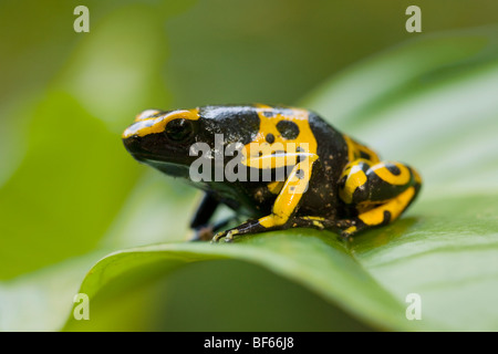 Giallo-NASTRARE POISON DART (rana Dendrobates leucomelas) la foresta pluviale di pianura, Surama, Guyana. Foto Stock