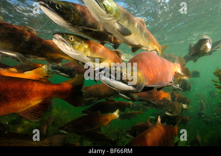 Rosso Salmone, Oncorhynchus nerka, Il Salmone Kokanee, East River, Colorado Foto Stock