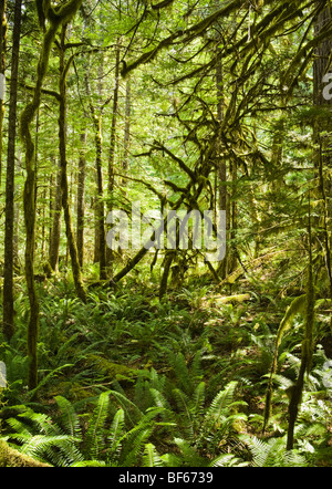 Una felce e muschio coperte suolo della foresta in un Pacific Northwest foresta vicino Newhalem, Washington in North Cascades, STATI UNITI D'AMERICA. Foto Stock