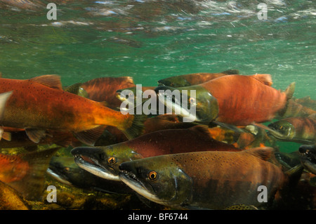 Rosso Salmone, Oncorhynchus nerka, Il Salmone Kokanee, East River, Colorado Foto Stock