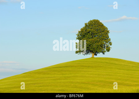 Tiglio (Tilia sp.), albero in estate, Svizzera, Europa Foto Stock