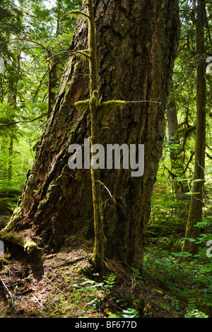 La base e il tronco più basso di un Douglas Fir Tree in una foresta. North Cascades, Washington, Stati Uniti d'America. Foto Stock