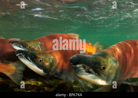 Rosso Salmone, Oncorhynchus nerka, Il Salmone Kokanee, East River, Colorado Foto Stock