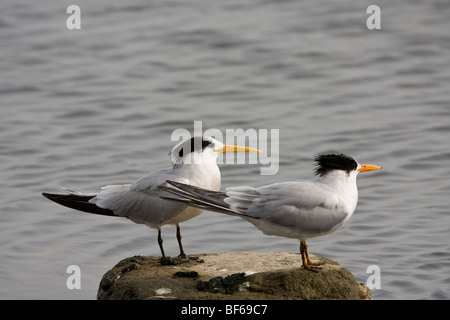 Gli uccelli trampolieri in Malibu Laguna, Malibu, California, Stati Uniti d'America Foto Stock