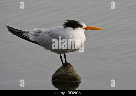 Gli uccelli trampolieri in Malibu Laguna, Malibu, California, Stati Uniti d'America Foto Stock