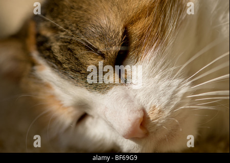 Faccia di un pelo lungo gatta calico sdraiati al sole Foto Stock