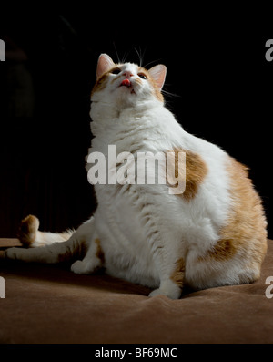 Il sovrappeso in arancione e bianco macchiato il gatto con la lingua fuori Foto Stock