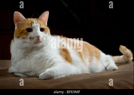 Il sovrappeso in arancione e bianco macchiato il ritratto di gatto Foto Stock