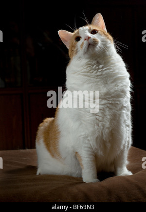 Il sovrappeso in arancione e bianco macchiato il ritratto di gatto Foto Stock