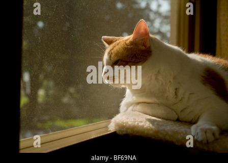 Il sovrappeso in arancione e bianco macchiato il gatto seduto in un davanzale Foto Stock