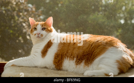 Il sovrappeso in arancione e bianco macchiato il gatto seduto in un davanzale Foto Stock