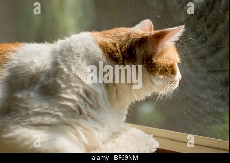 Il sovrappeso in arancione e bianco macchiato il gatto seduto in un davanzale Foto Stock