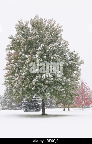 Albero solitario durante la caduta neve Foto Stock