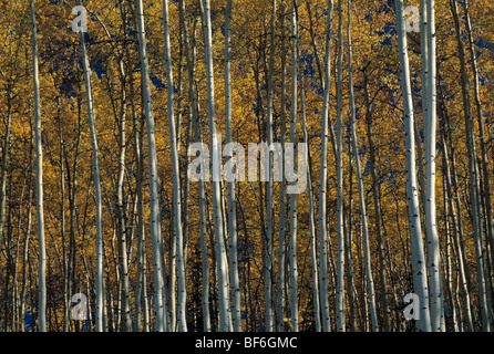 Aspen, vacilla aspen, tremante aspen, Populus tremuloides Foto Stock