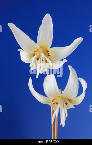 Erythronium californicum 'White bellezza' (Dog-dente violetta, trota lily) Foto Stock