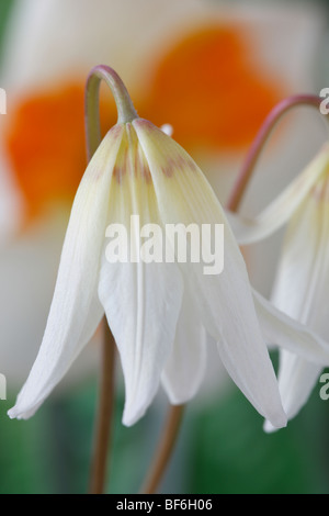Erythronium californicum 'White bellezza' (Dog-dente violetta, trota lily) Foto Stock