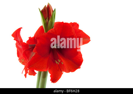 Red Amaryllis con fiori doppi isolato su bianco Foto Stock