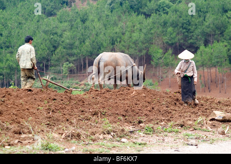 Gli agricoltori vietnamiti e buffalo solcando le colline del Vietnam del Nord. Foto Stock