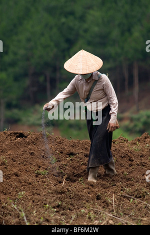 L'agricoltore vietnamita donna alla semina Semi nelle colline del Vietnam del Nord. Foto Stock