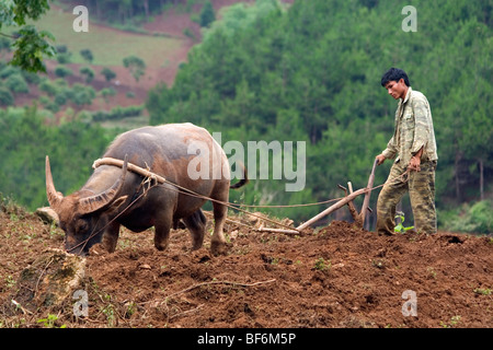 L'agricoltore vietnamita e buffalo solcando le colline del Vietnam del Nord. Foto Stock