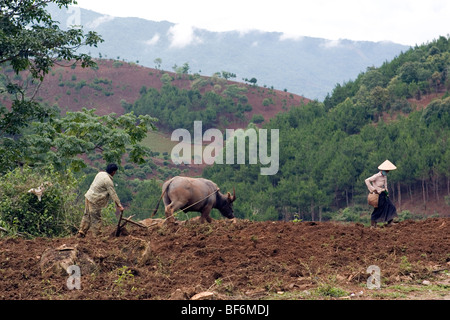 Gli agricoltori vietnamiti e buffalo solcando le colline del Vietnam del Nord. Foto Stock